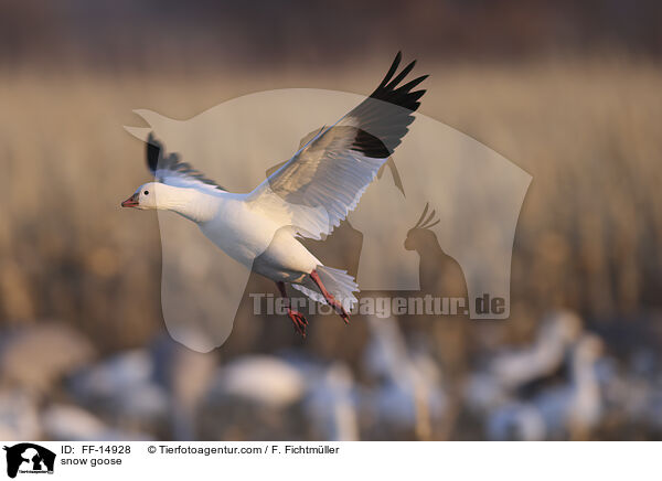 Schneegans / snow goose / FF-14928