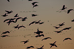 snow geese