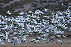 snow geese