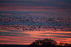 snow geese