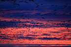 snow geese