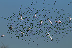 snow geese