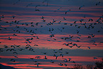 snow geese