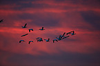 snow geese