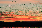 snow geese