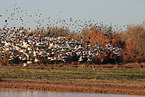 snow geese