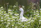 snow goose