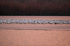 snow geese