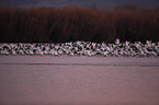 snow geese
