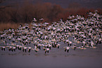 snow geese