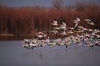 snow geese