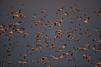 snow geese