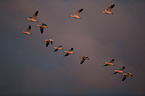 snow geese