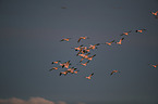 snow geese
