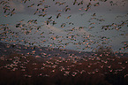 snow geese