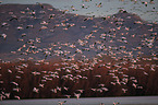 snow geese