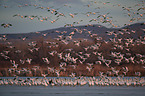 snow geese