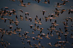 snow geese