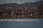 snow geese