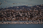 snow geese