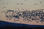 snow geese