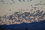 snow geese