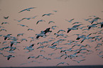 snow geese