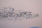 snow geese