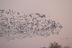snow geese