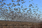 snow geese