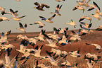 snow geese