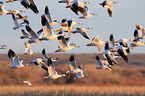 snow geese