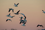 snow geese