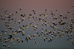 snow geese