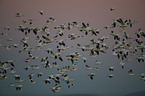 snow geese