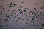 snow geese