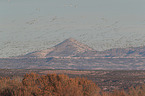 snow geese