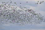 snow geese