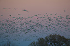 snow geese