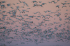 snow geese