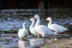 snow geese