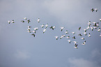 snow geese
