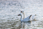 snow geese