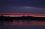 Snow Geese