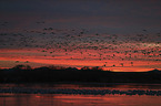 Snow Geese
