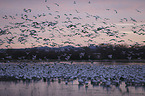 Snow Geese