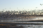 Snow Geese