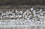 Snow Geese