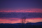 flying Snow Geese
