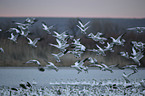 Snow Geese